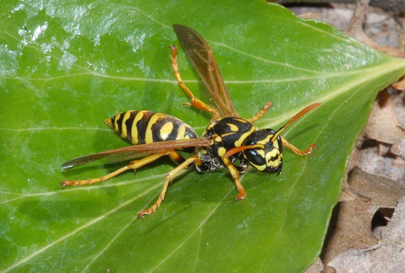 Polistes dominulus